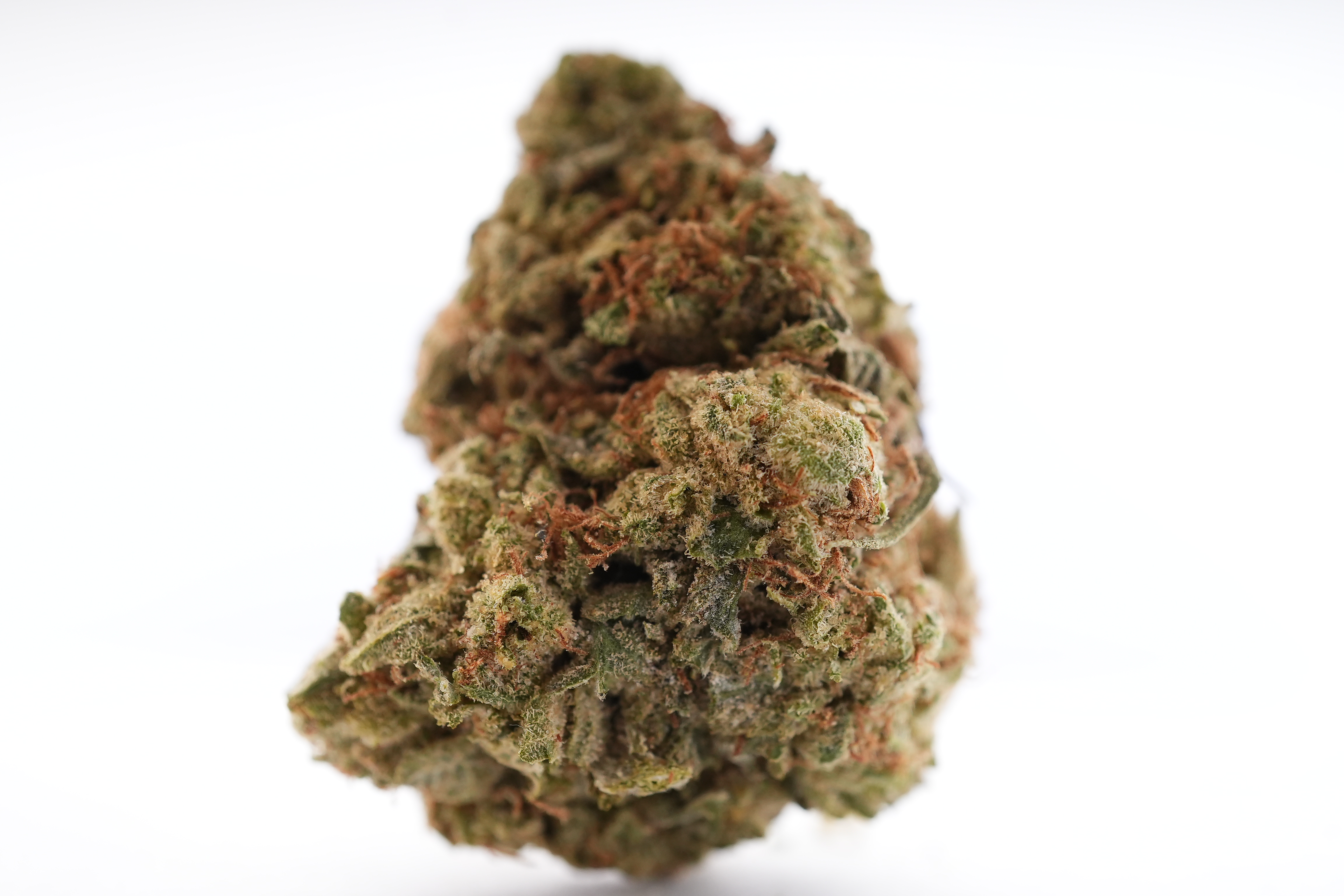 KAM00146 1 KAM00146 1