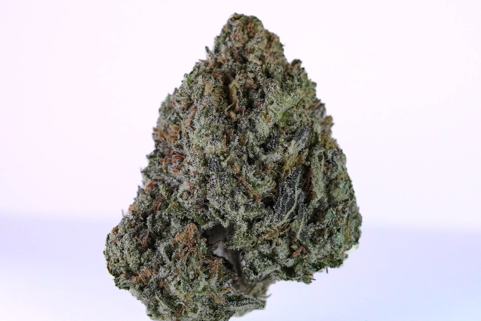 DSC01994 1 DSC01994 1