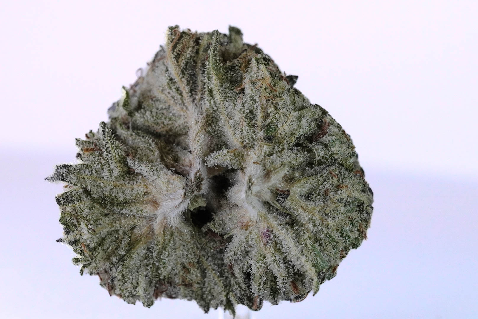 DSC01995 1 DSC01995 1