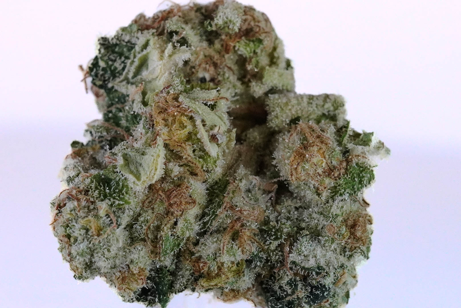 DSC02019 2 DSC02019 2