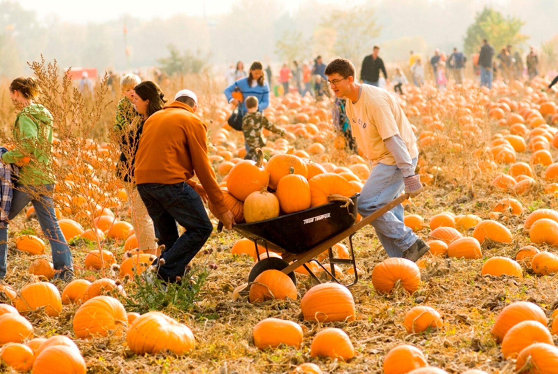 man pushing a wheelbarrow in a pumpkin patch at Chatfield Farms