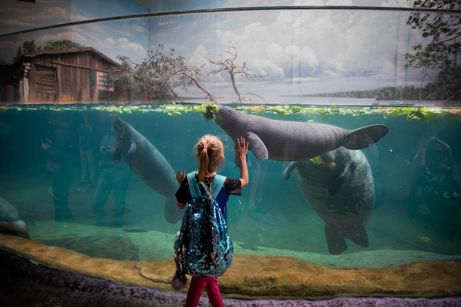 young girl watching manatees in a tank at Columbus Zoo and Aquarium