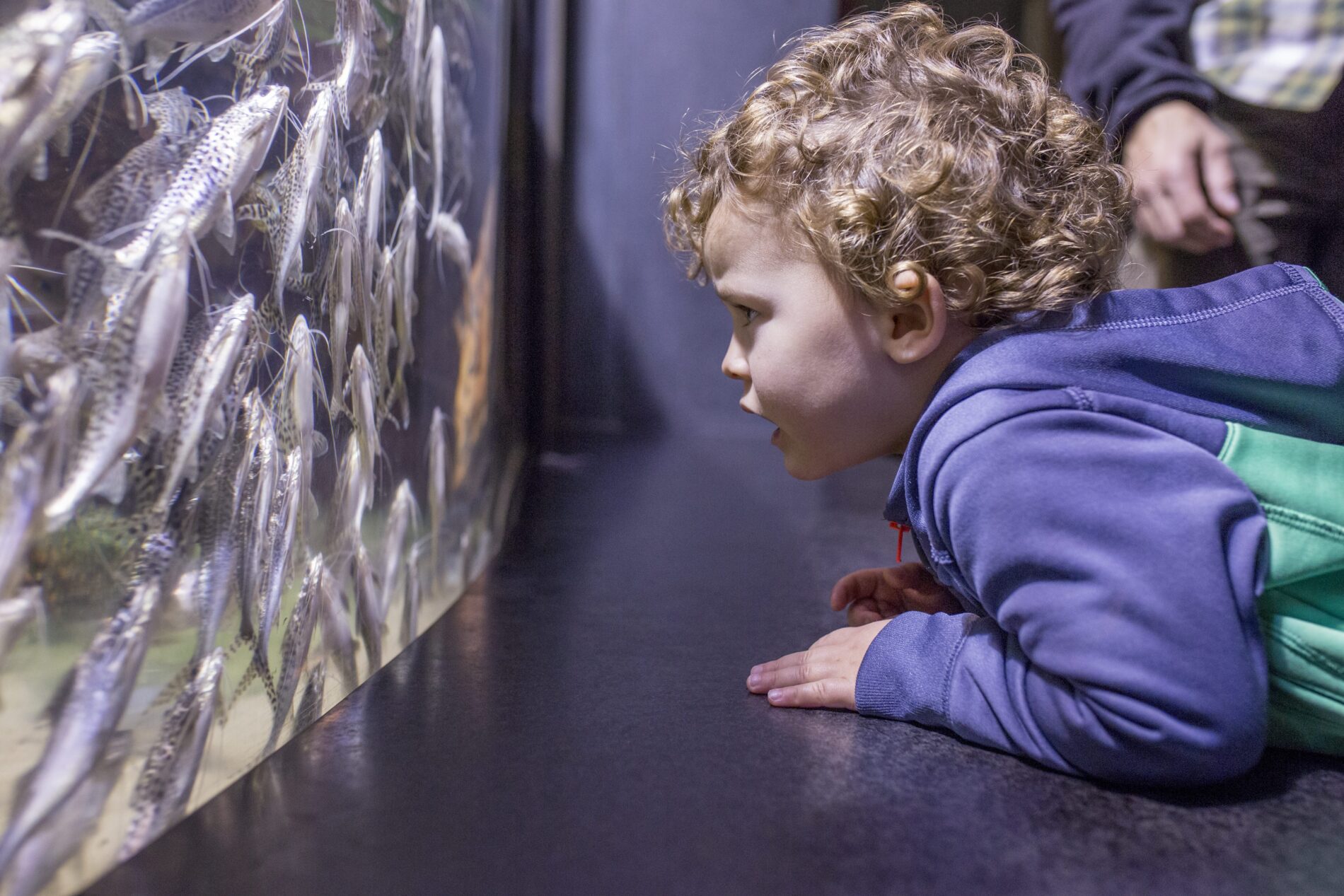 small child looking closely at a large fish tank in Shedd Aquarium