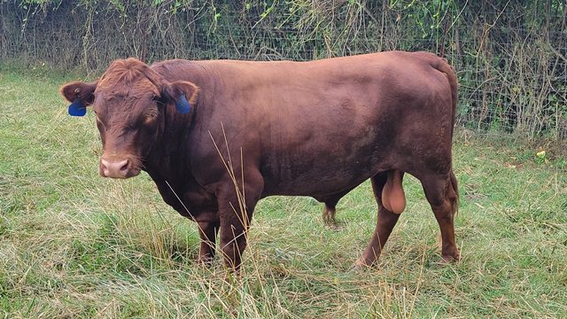 Red a red cow