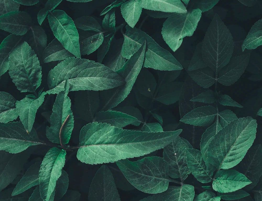 Landscape Solutions - Nashville Branding & Web Design